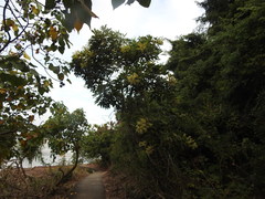 Heptapleurum heptaphyllum