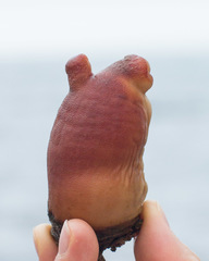 Halocynthia pyriformis