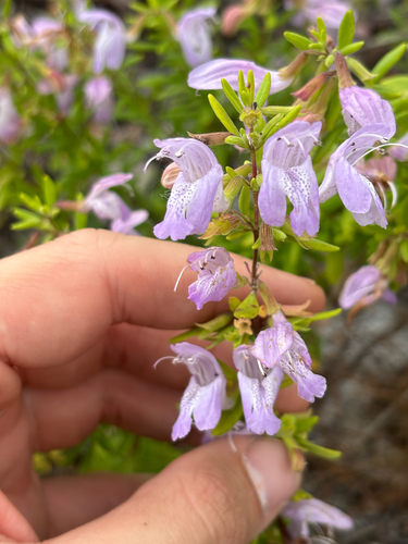 Etonia Rosemary (Conradina etonia)