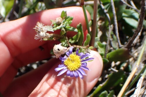 Felicia amoena (Felicia amoena)