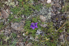Campanula saxifraga