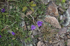 Campanula saxifraga