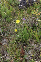 Tragopogon reticulatus