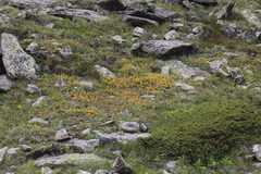 Anthyllis vulneraria boissieri