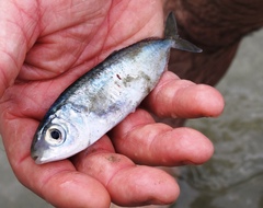Silver-Rag Driftfish photo 2