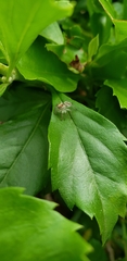 Megafreya sutrix