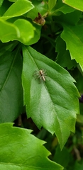 Megafreya sutrix