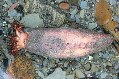 Cucumaria frondosa