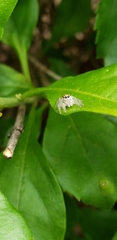 Megafreya sutrix