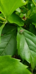 Megafreya sutrix