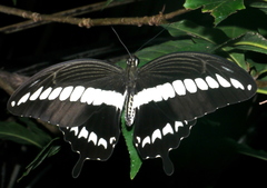 Papilio gigon