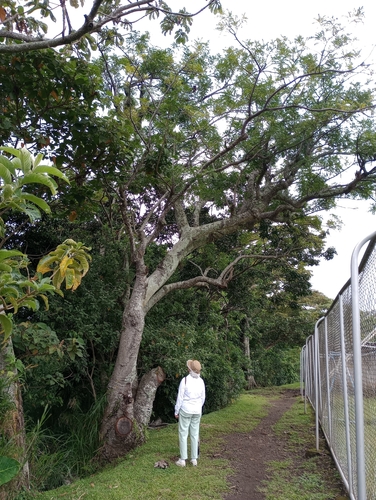 Spondias purpurea - Whole tree
