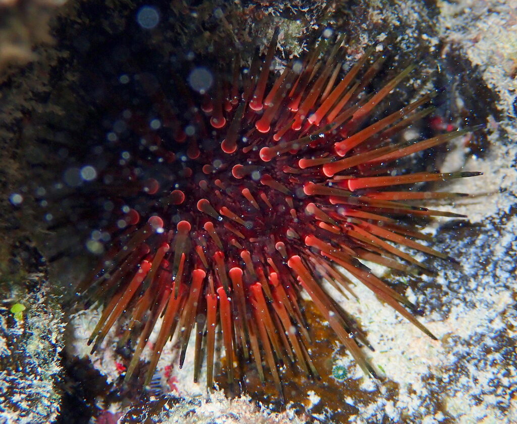 Reef Urchin