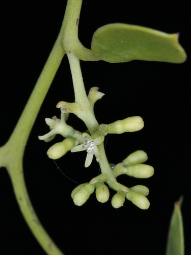 Struthanthus flexicaulis