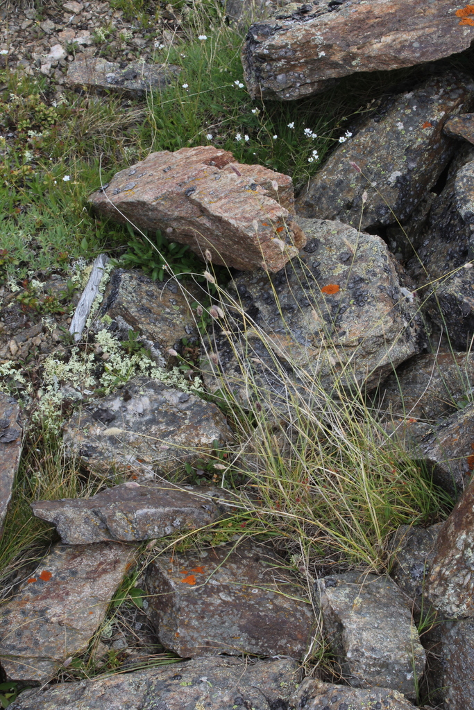 Alopecurus glacialis