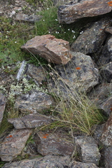 Alopecurus glacialis