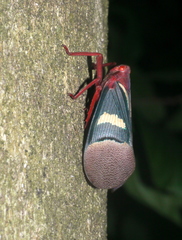 Scamandra