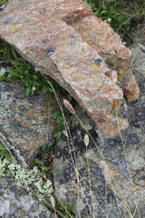 Alopecurus glacialis