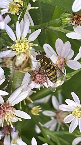 Unknown species found near N Oakwood Ave, Oconomowoc, WI, US