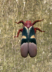 Scamandra