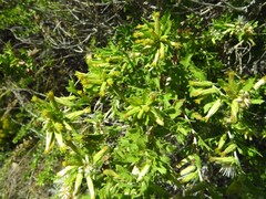 Brickellia laciniata, photograph (c) Annika Lindqvist, some rights reserved (CC BY)