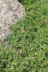 Euphrasia ossica