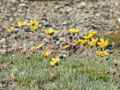 Arnica griscomii