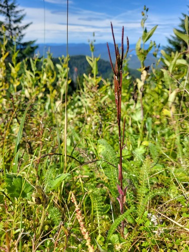 Eschscholtz's hairy rockcress (Arabis eschscholtziana)