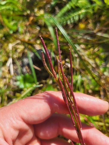 Arabis eschscholtziana, photograph 2