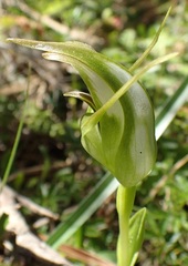 Pterostylis lustra