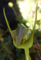 Pterostylis lustra