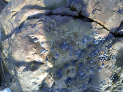 Chthamalus antennatus