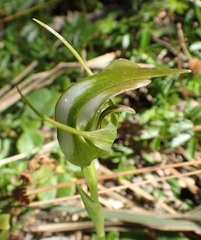 Pterostylis lustra