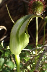 Pterostylis lustra