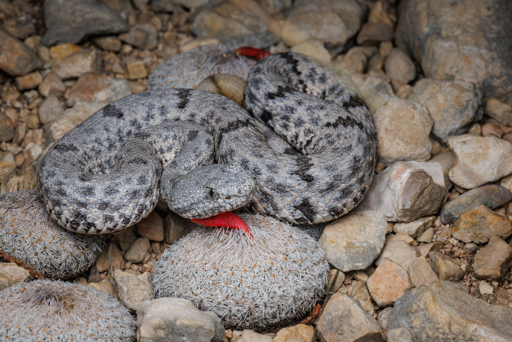 Patternless Rock Rattlesnake Mottled Rock Rattlesnake in October 2025 by Jorden Perrett · iNaturalist