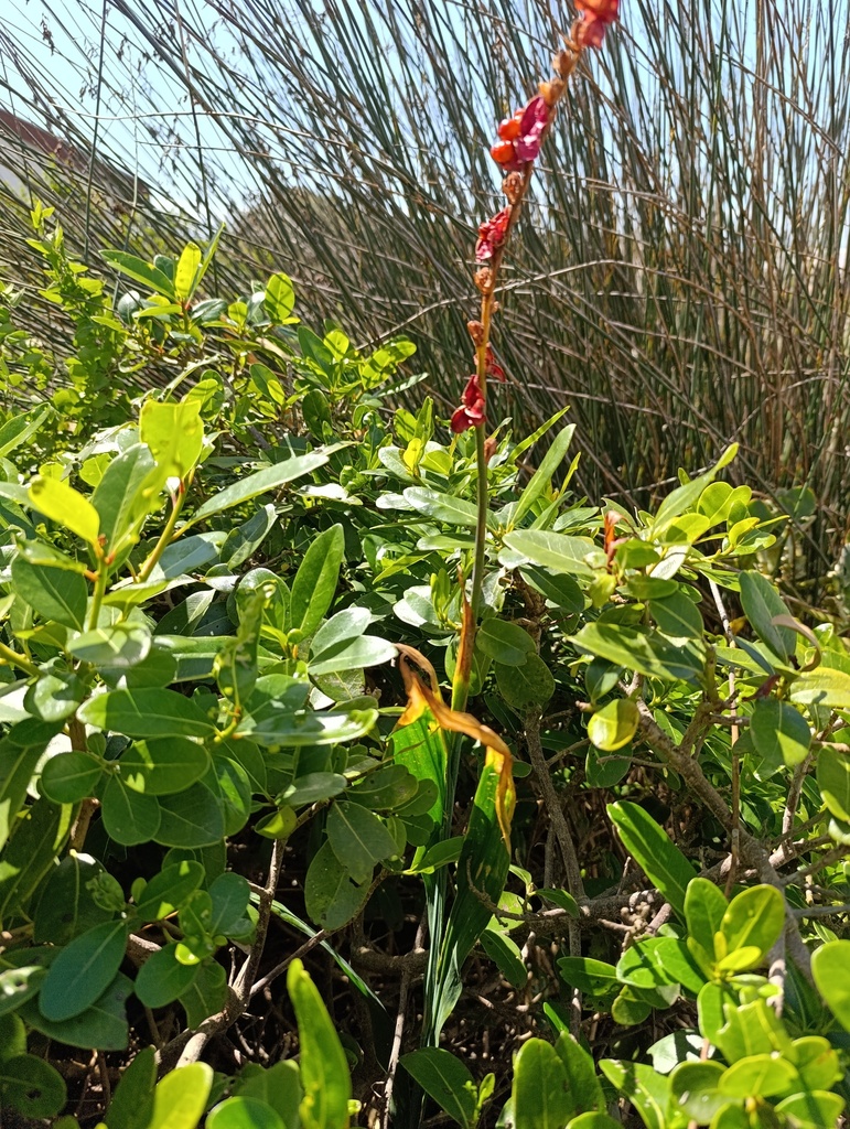 Chasmanthe aethiopica, Grassy Park, Cape Town, 7941, South Africa, by jeltje2