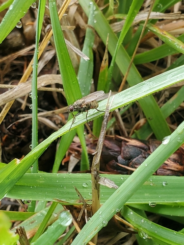 Unknown species found near Olympia, WA 98506, USA