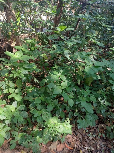 Isoglossa woodii, photograph 3