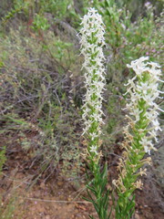 Microdon polygaloides