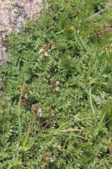Euphrasia ossica