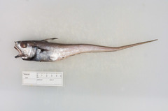 Malacocephalus occidentalis