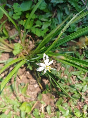Chlorophytum saundersiae, photograph 5