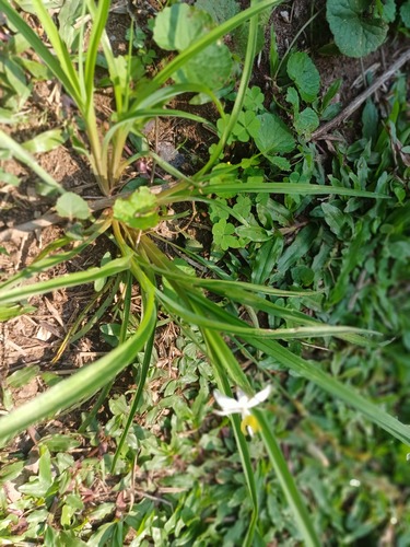 Chlorophytum saundersiae, photograph 6