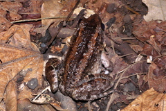 Limnonectes larvaepartus