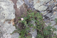 Rosa pygmaea