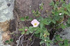 Rosa pygmaea