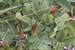 Rosa pygmaea