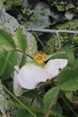 Rosa pygmaea