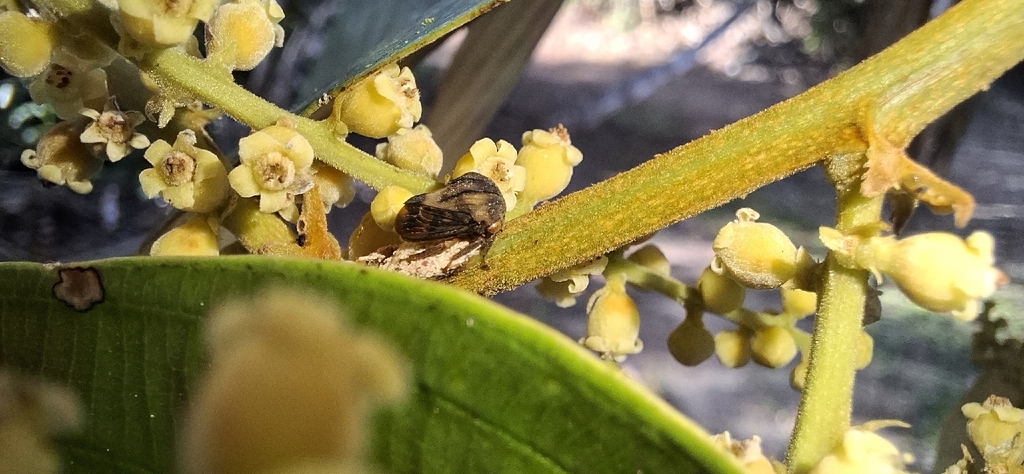 Erechtia carinata