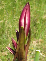 Crinum lineare